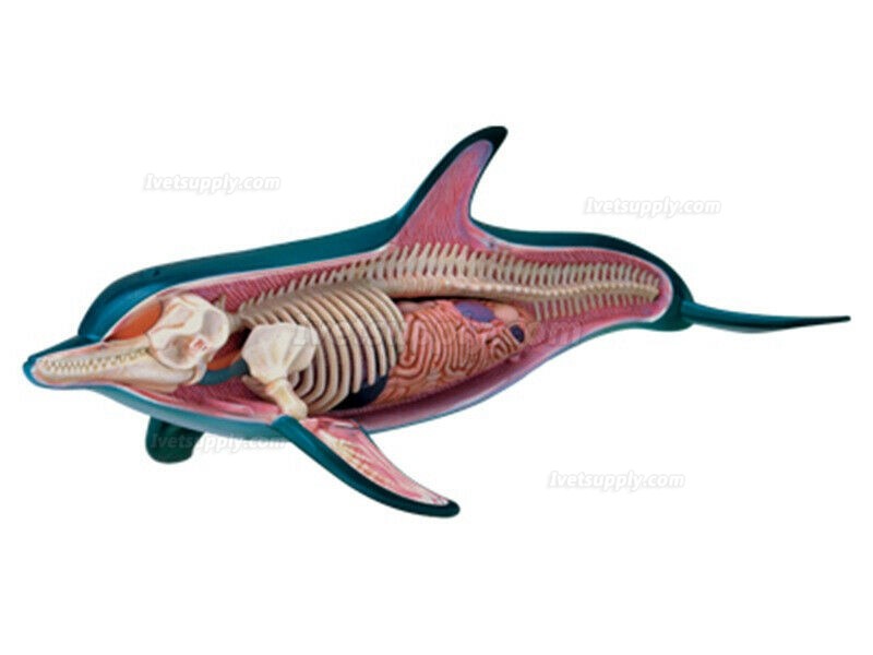 Dolphin Anatomy Modell Teaching Model Assembled Toy